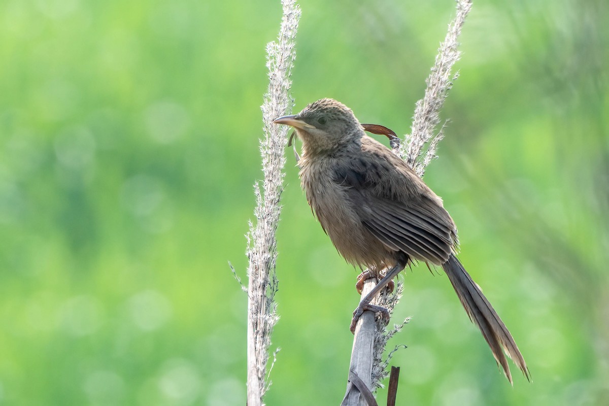 Striated Babbler - ML616909800