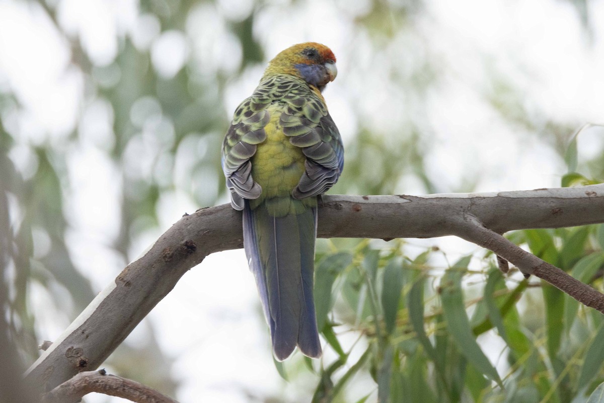 rødrosella (flaveolus) (gulrosella) - ML616909804