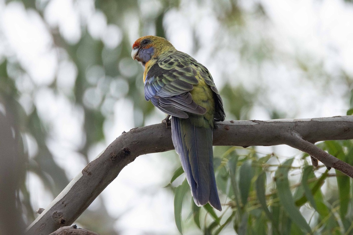 Perico Elegante (flaveolus) - ML616909805