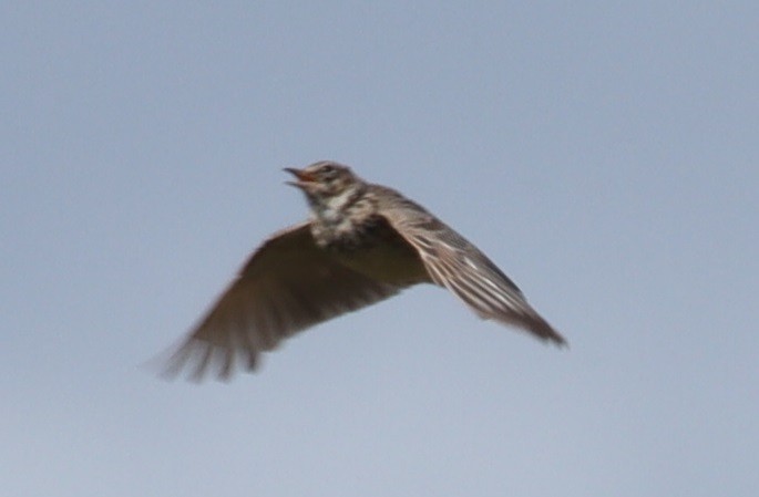 Eurasian Skylark - Edmund Bell