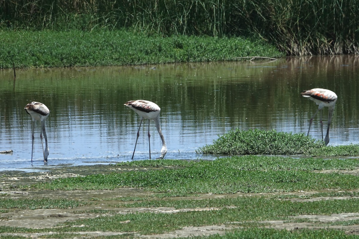 Chilean Flamingo - ML616909839