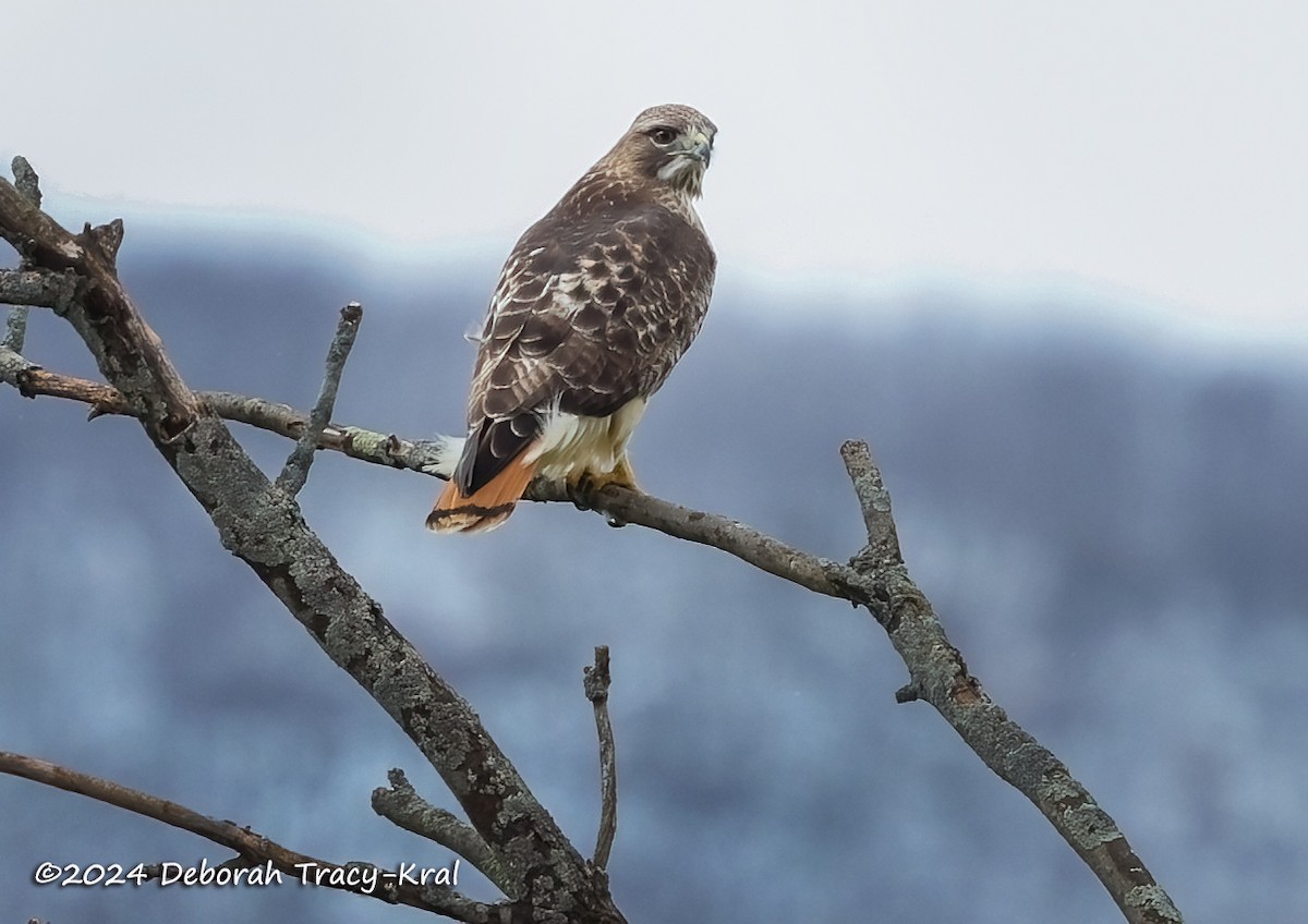 Red-tailed Hawk - ML616909928