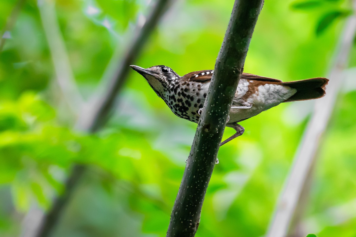 Spot-winged Thrush - Lukáš  Brezniak