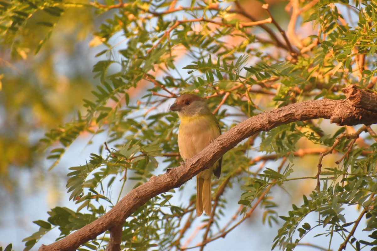 Rufous-browed Peppershrike - ML616909981