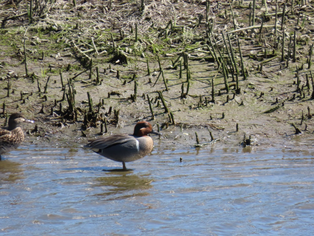Green-winged Teal - ML616909983