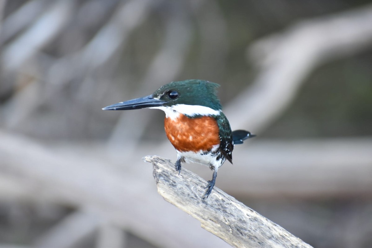 Green Kingfisher - ML616909988
