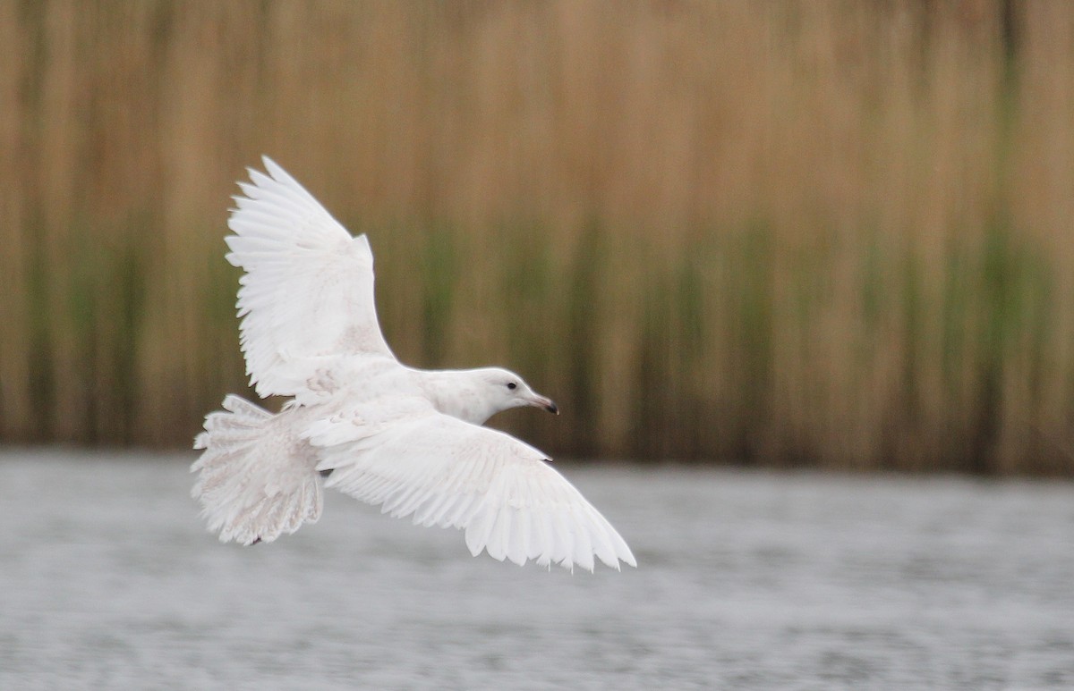 Iceland Gull - ML616910070