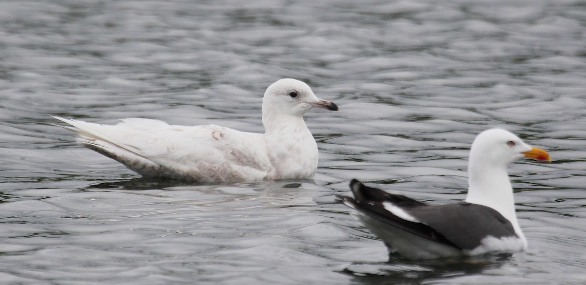 Iceland Gull - ML616910078