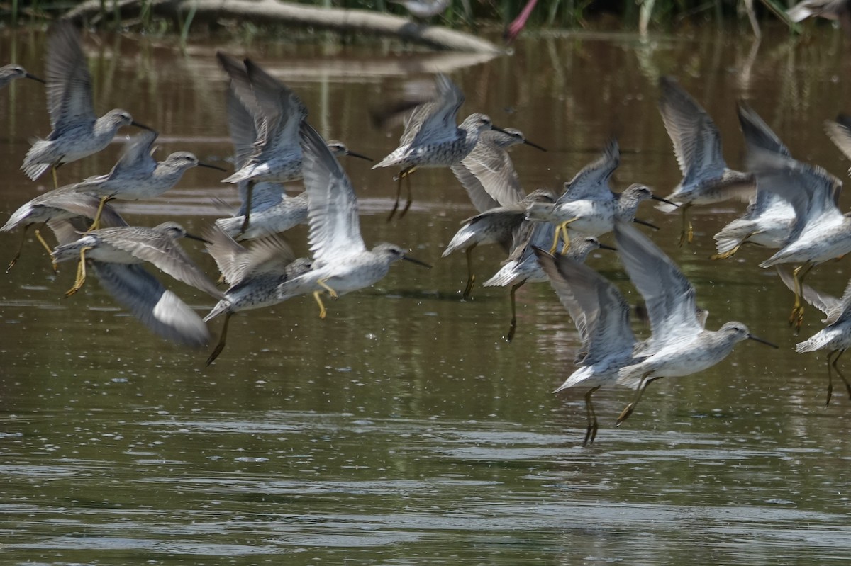 Greater Yellowlegs - ML616910108