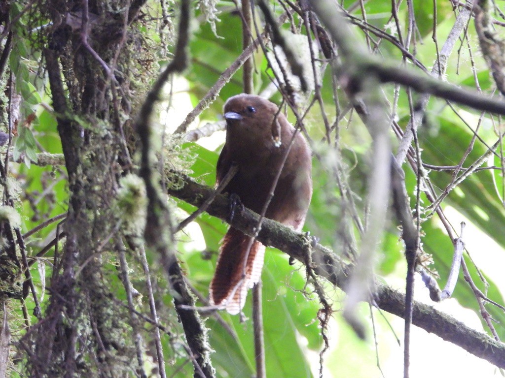 Sharpe's Wren - ML616910123