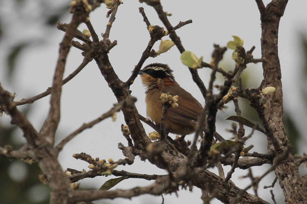 Collared Crescentchest - Tim Cowley