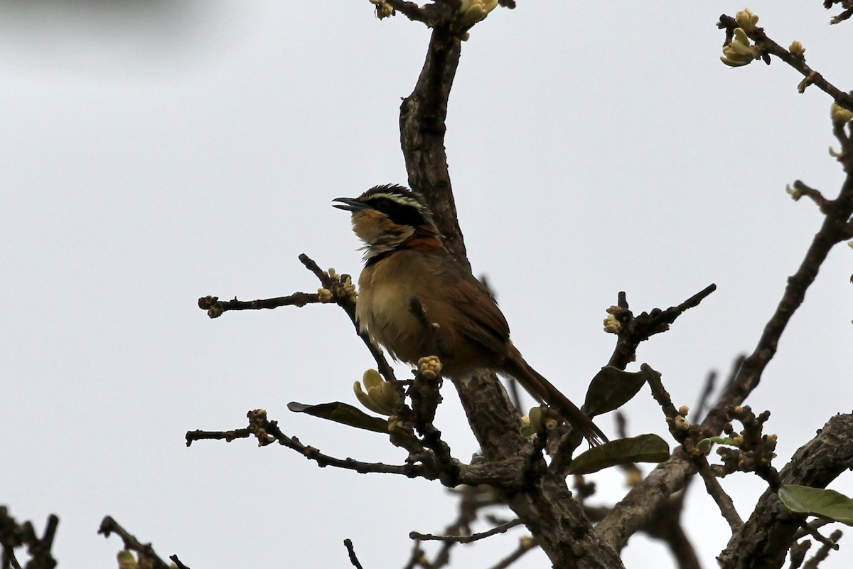 Collared Crescentchest - Tim Cowley