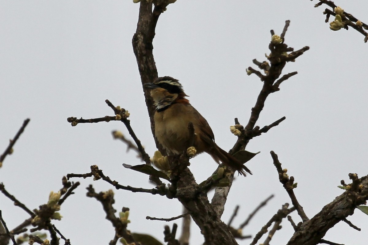 Collared Crescentchest - Tim Cowley