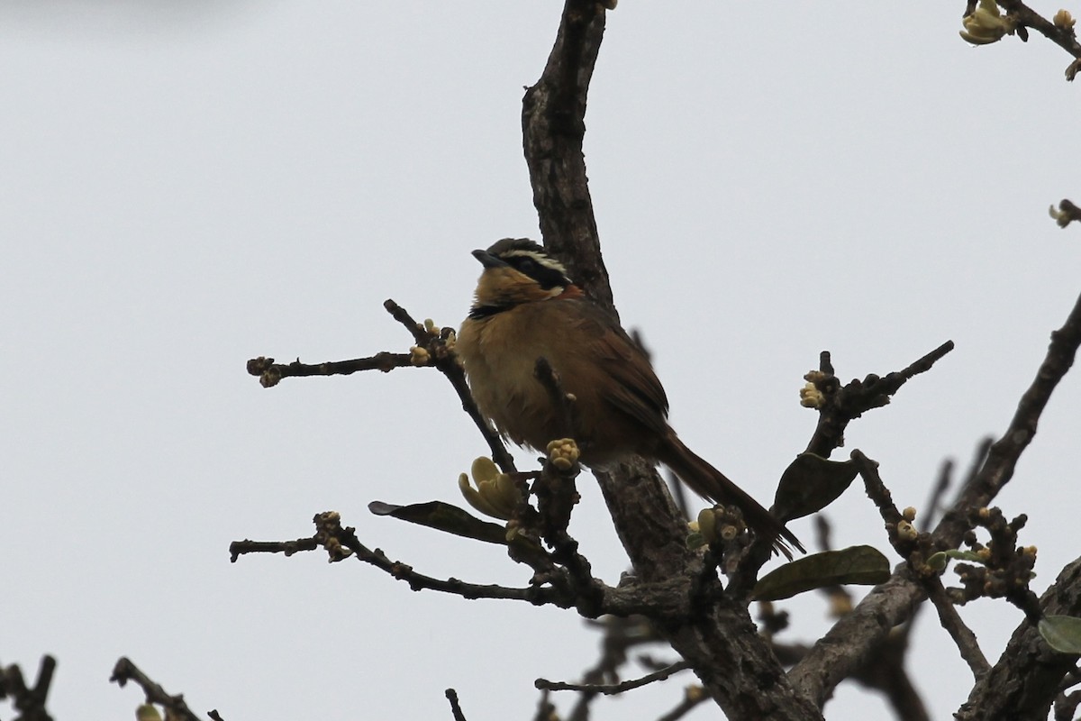 Collared Crescentchest - Tim Cowley