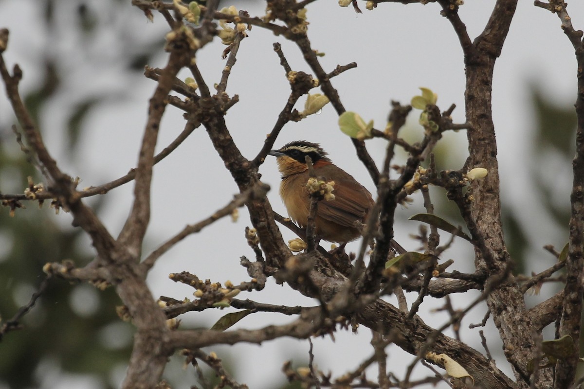 Rotnacken-Bandvogel - ML616910167