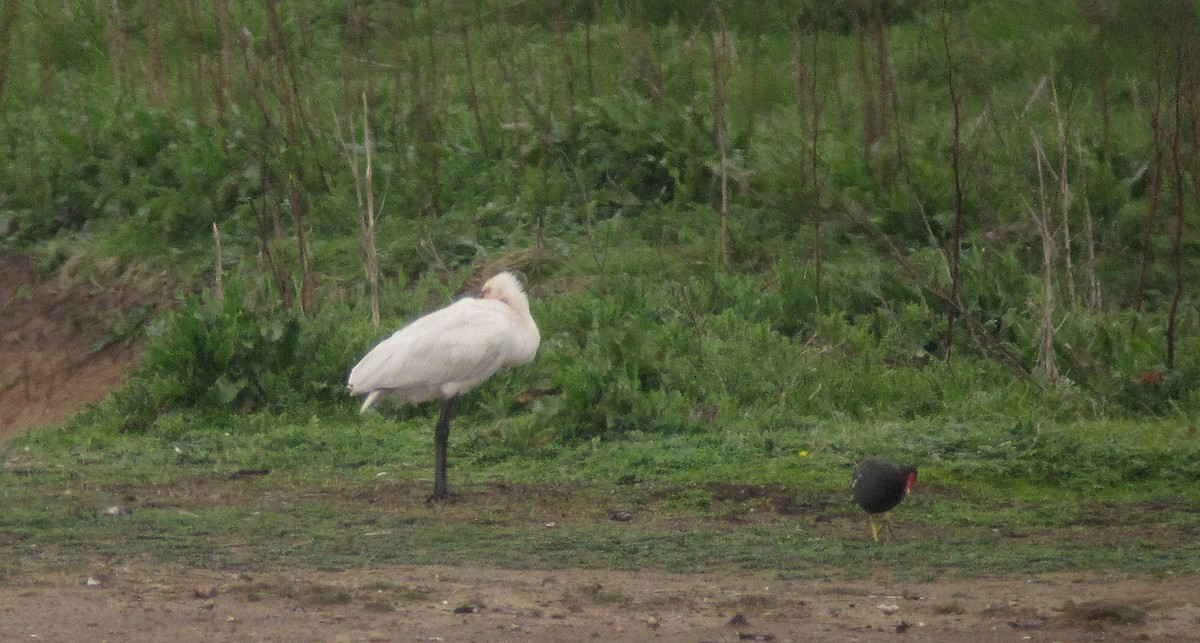 Eurasian Spoonbill - ML616910184