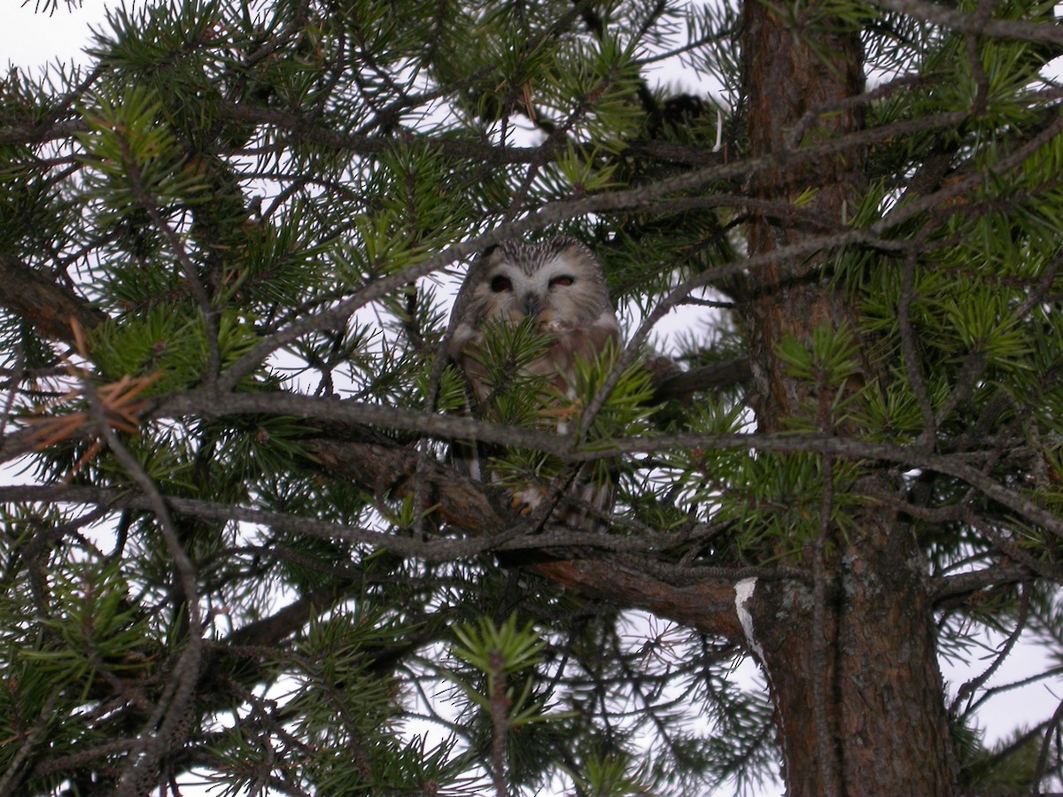 Northern Saw-whet Owl - ML616910210