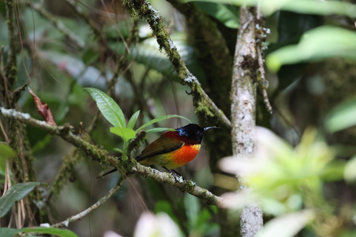 Green-tailed Sunbird (Doi Inthanon) - ML616910221