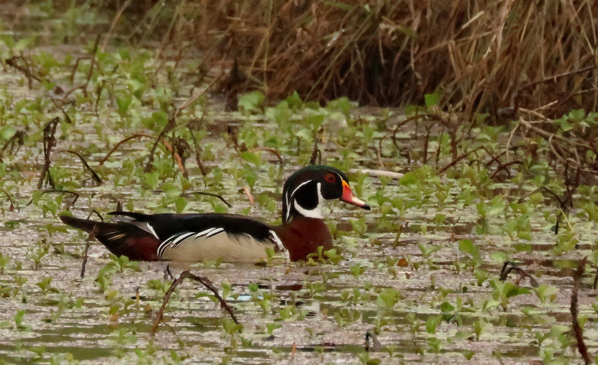 Wood Duck - ML616910285