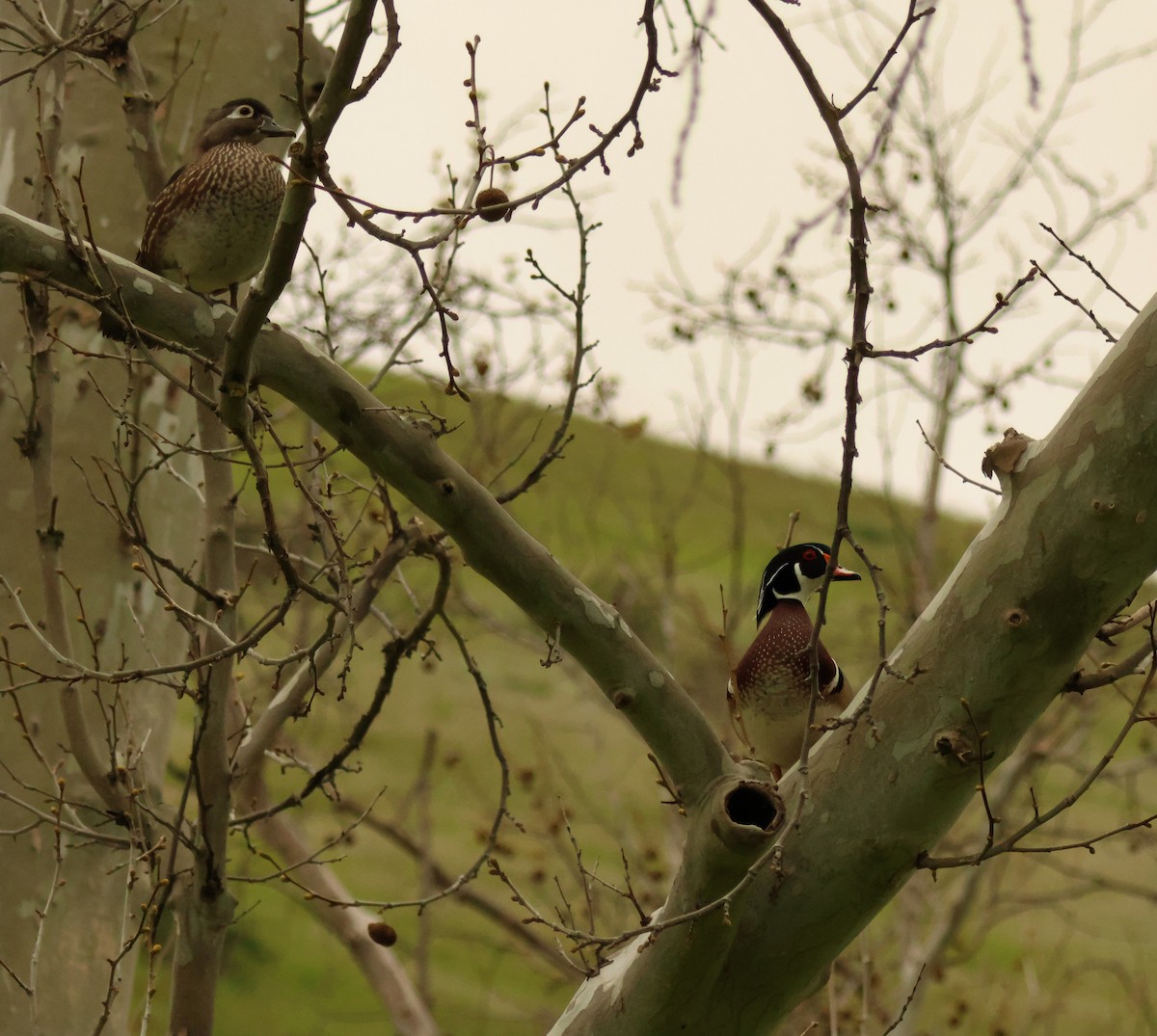 Wood Duck - ML616910286