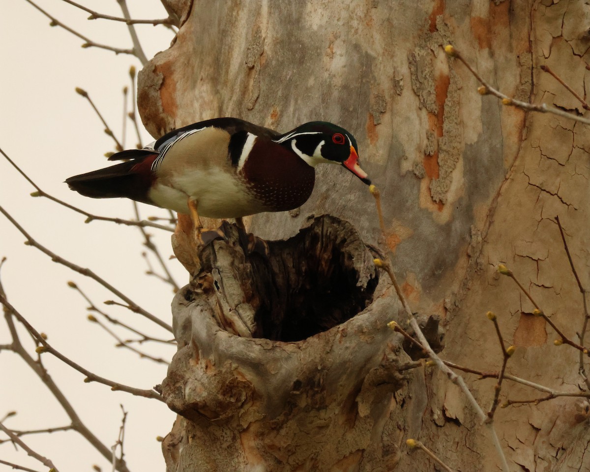 Wood Duck - ML616910288