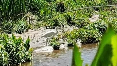 Snowy Egret - Nancy O'Bryan