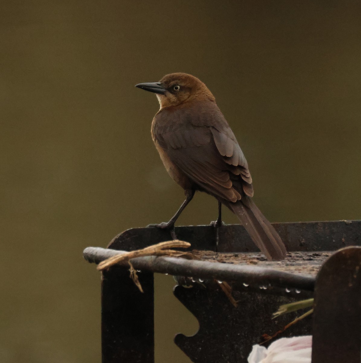 Great-tailed Grackle - ML616910371