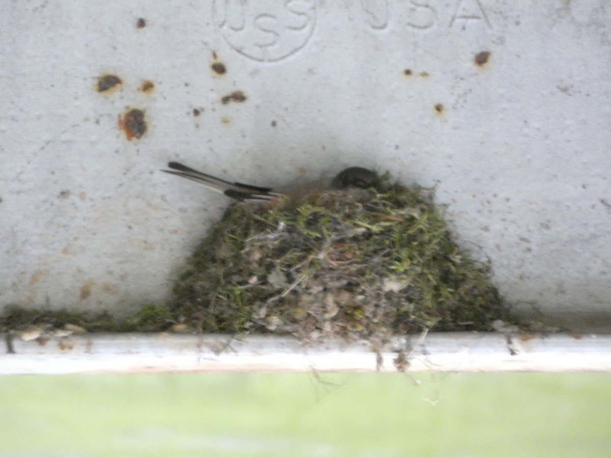 Eastern Phoebe - ML616910471