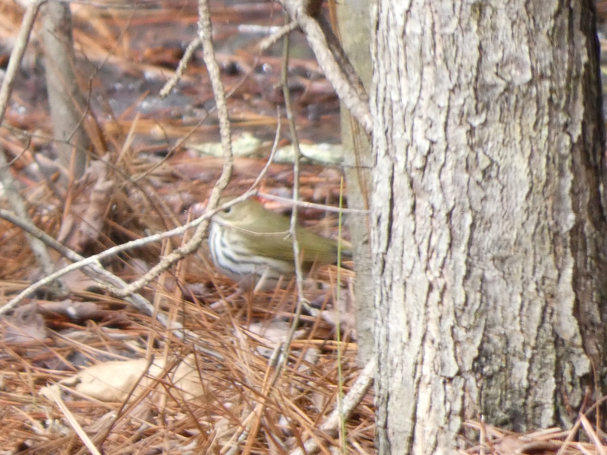 Ovenbird - ML616910490