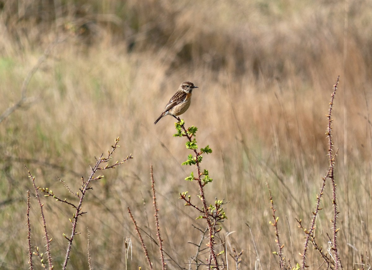 European Stonechat - Francisco Javier Calvo lesmes