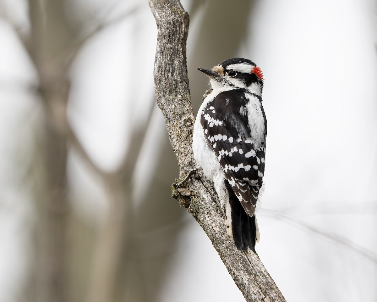 Downy Woodpecker - ML616910570