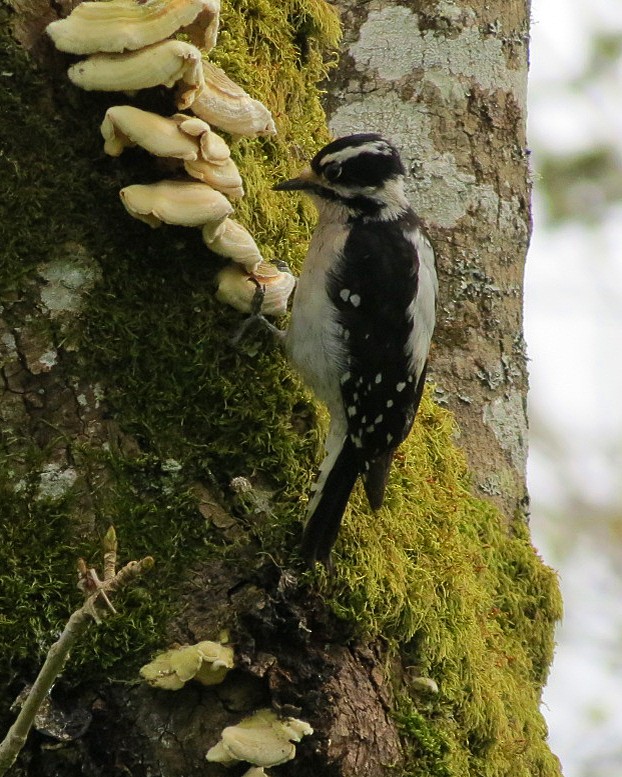 Downy Woodpecker (Pacific) - Lisa Genuit