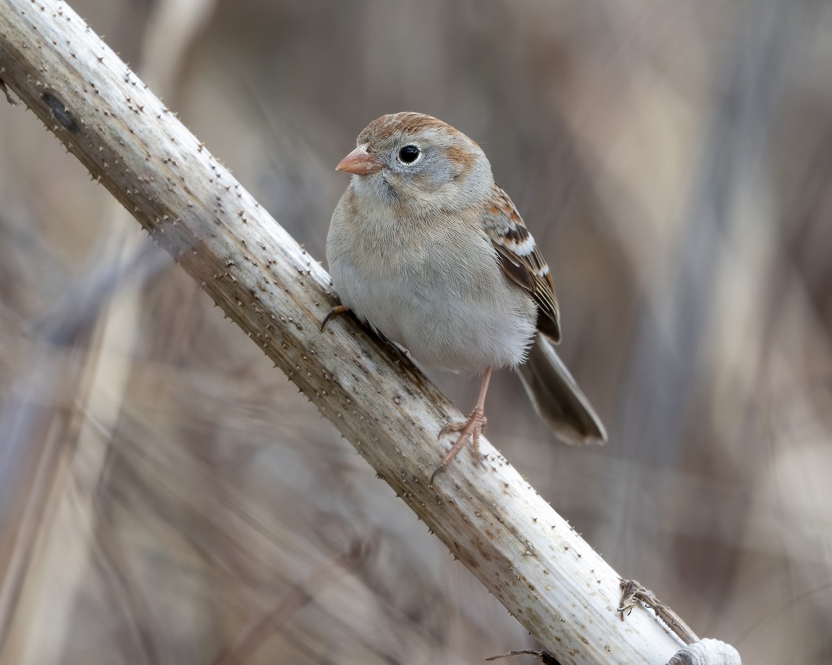 Field Sparrow - ML616910576