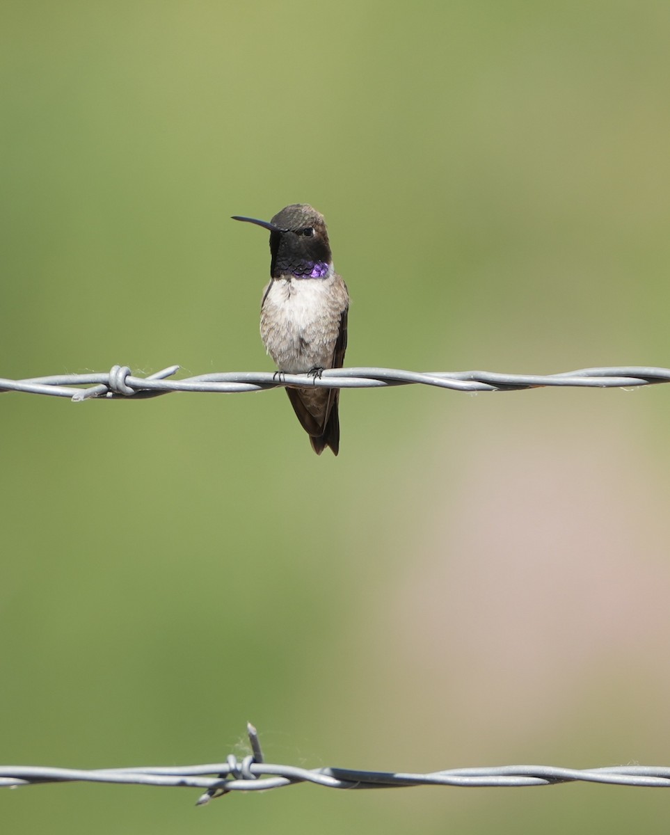 Black-chinned Hummingbird - John Rhoades