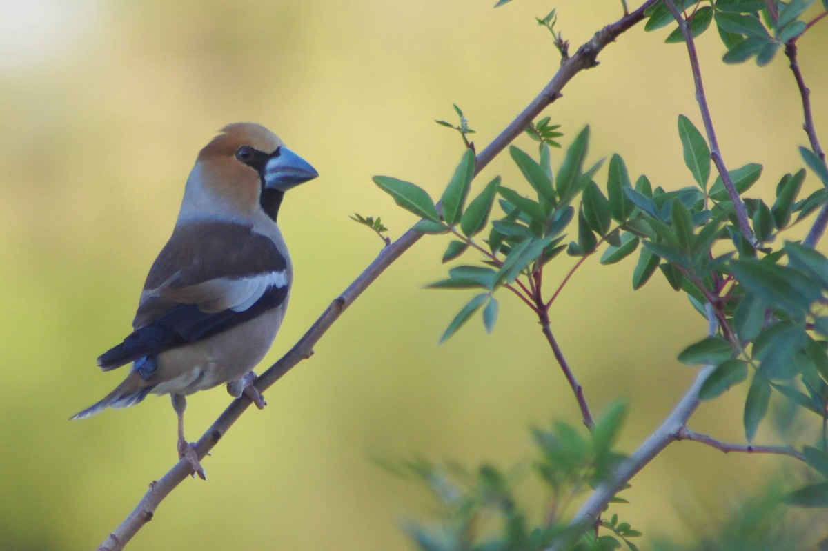 Hawfinch - Johan Feenstra