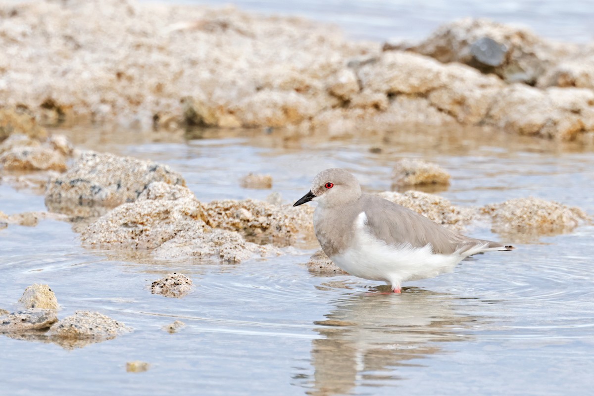 Magellanic Plover - ML616910604