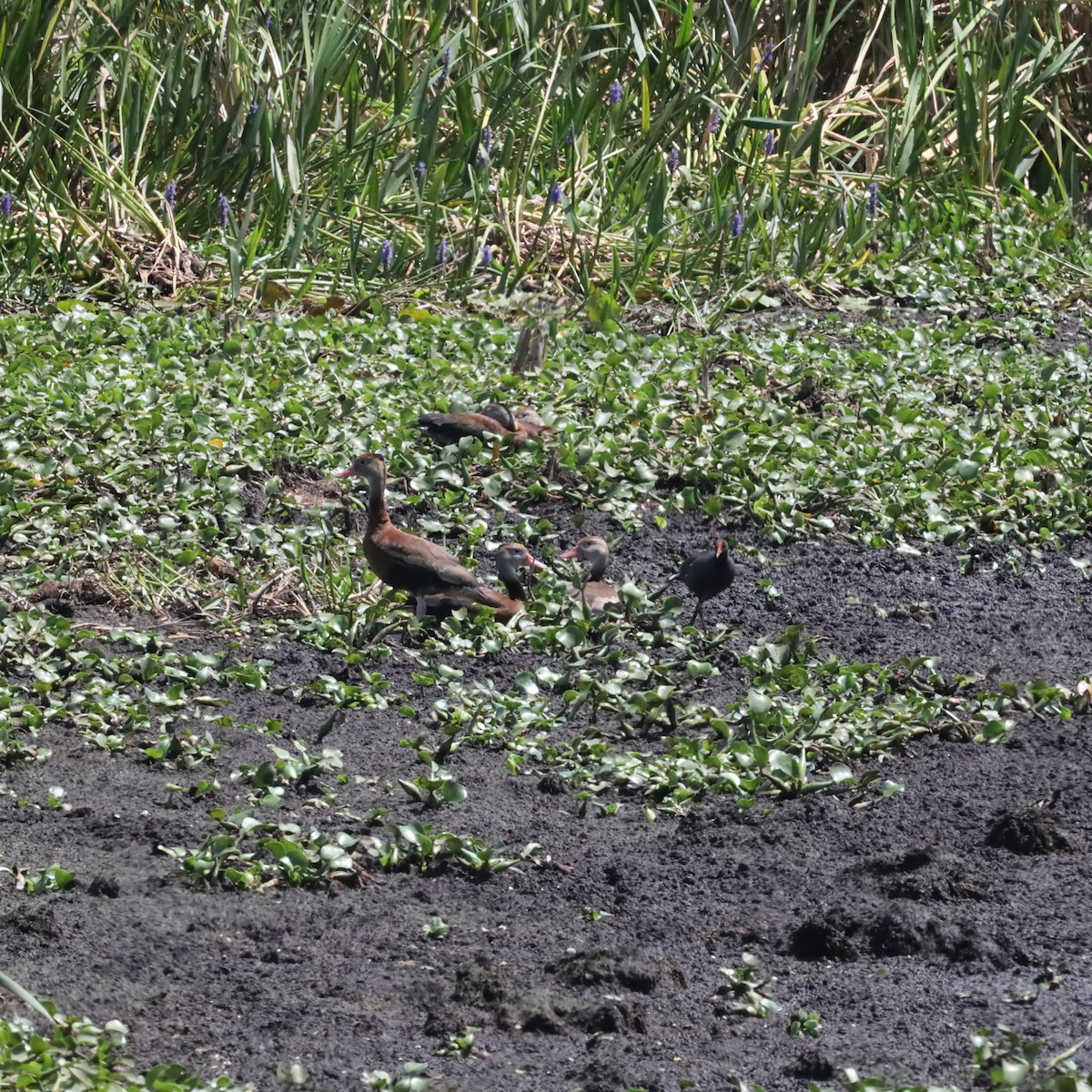 Black-bellied Whistling-Duck - ML616910605