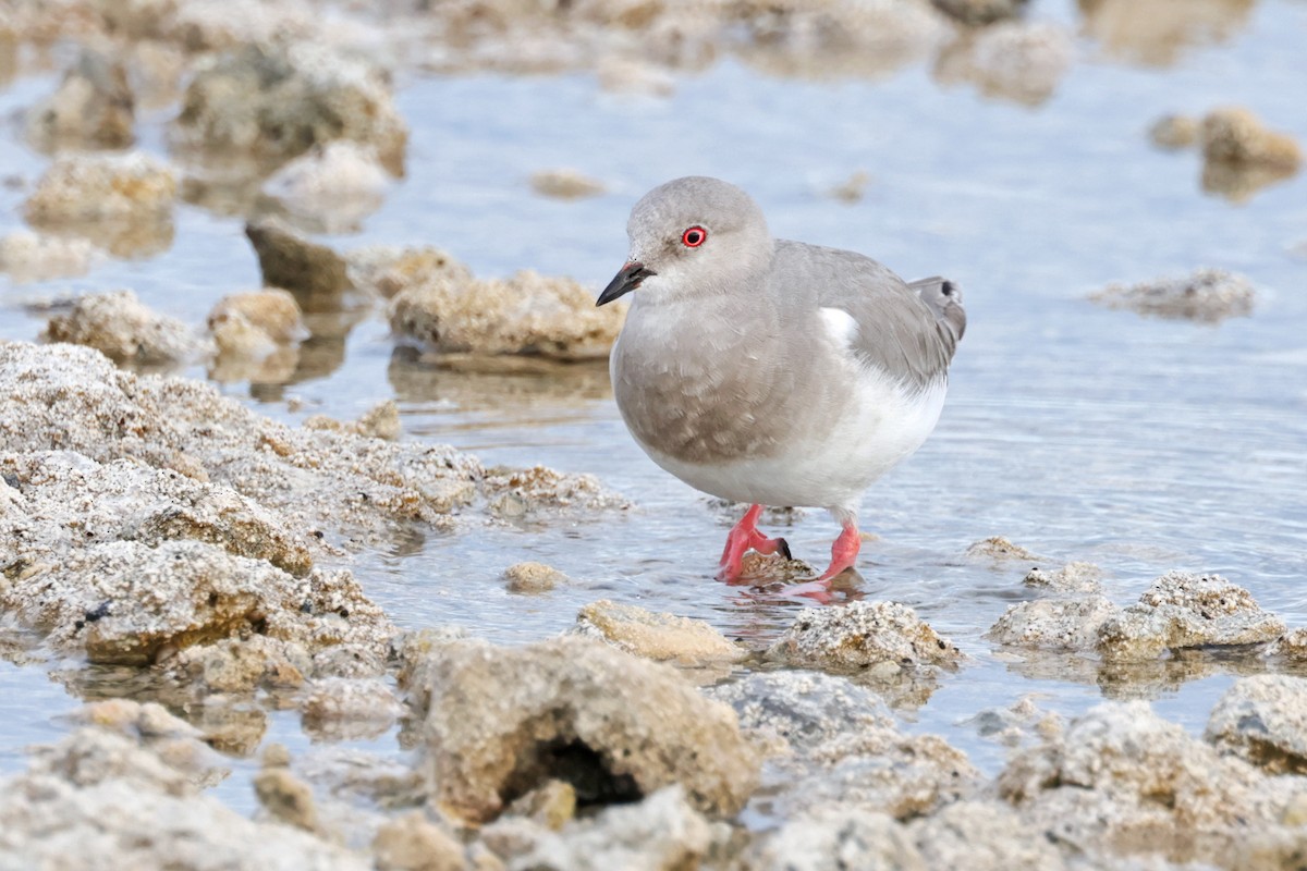 Magellanic Plover - ML616910612