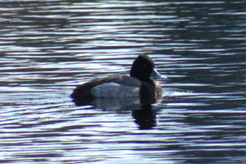 Lesser Scaup - ML616910666