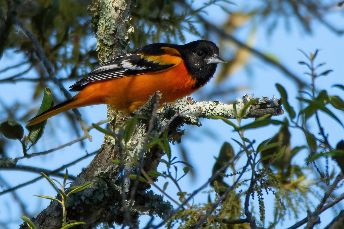 Baltimore Oriole - S. Hunter Spenceley