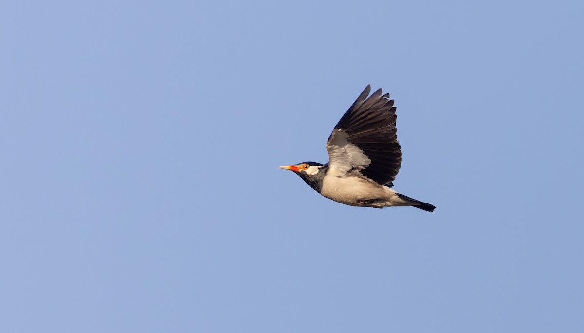 Indian Pied Starling - ML616910683
