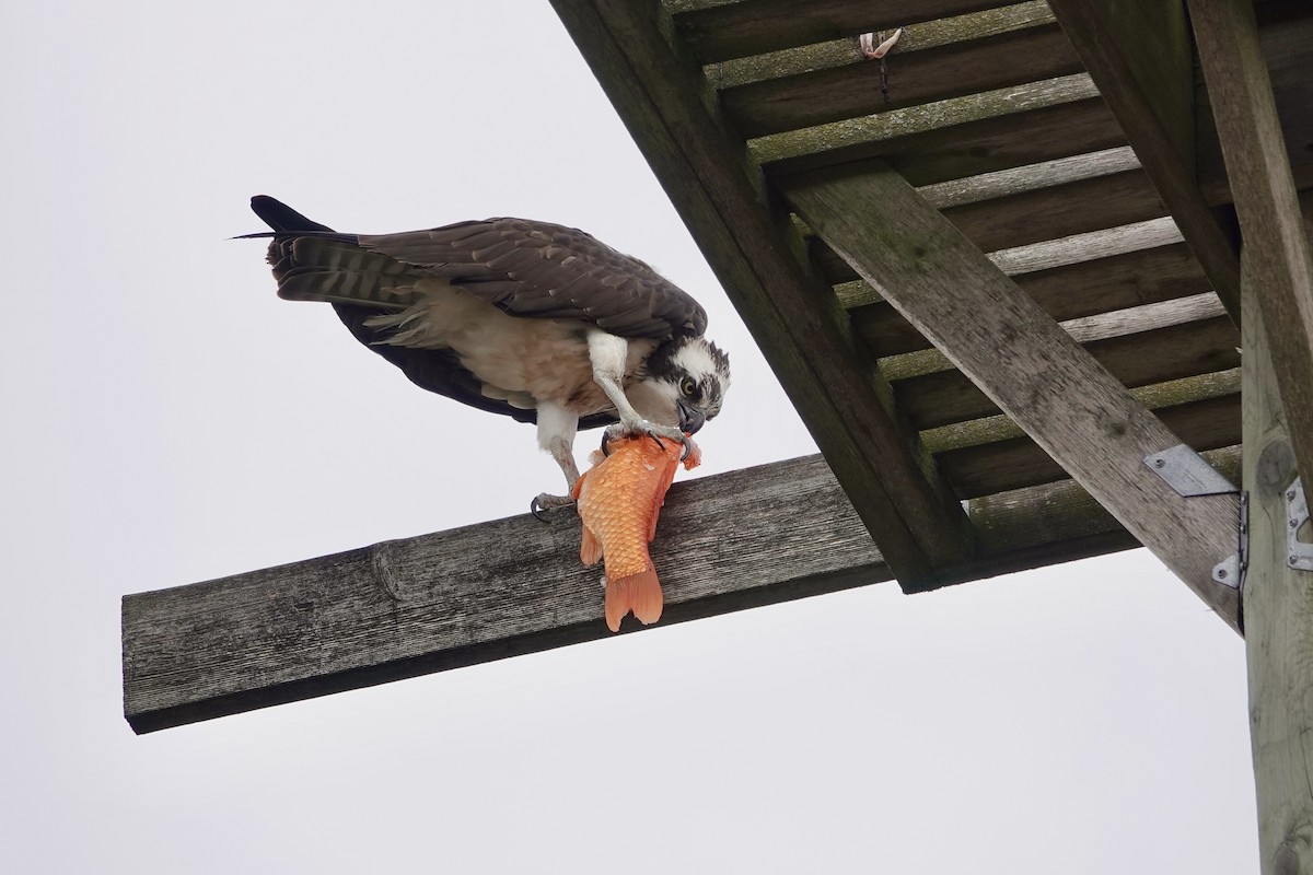 Osprey (carolinensis) - ML616910692