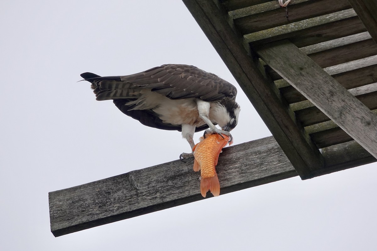 Osprey (carolinensis) - ML616910694