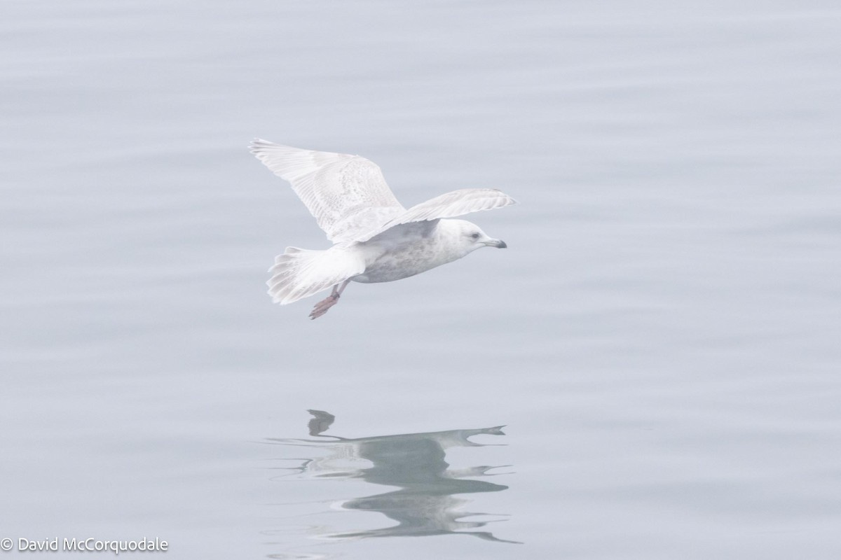 Gaviota Groenlandesa (kumlieni) - ML616910714