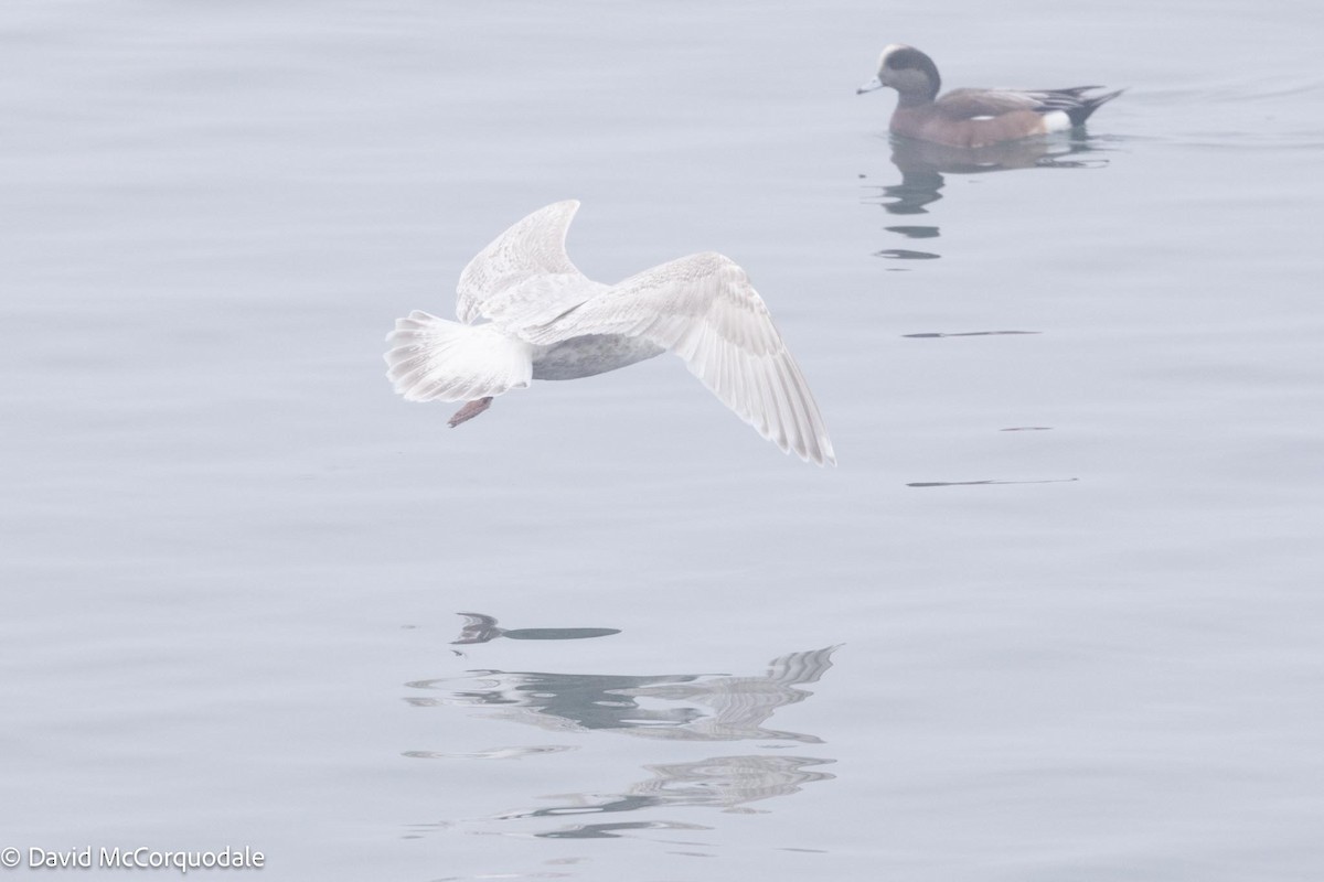 Iceland Gull (kumlieni) - ML616910715