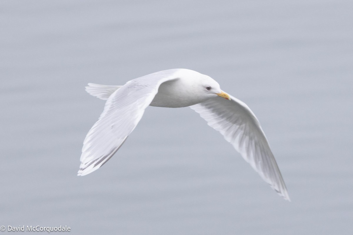 Gaviota Groenlandesa (kumlieni) - ML616910718