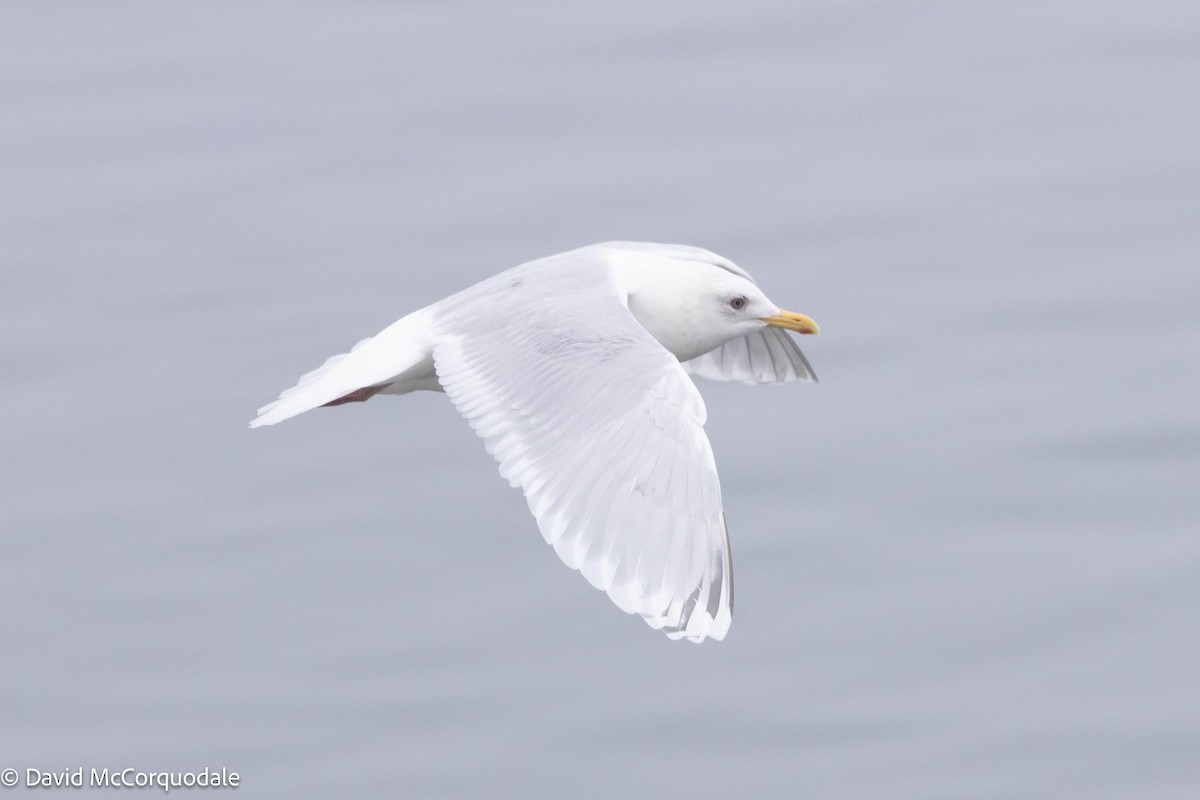 Iceland Gull (kumlieni) - David McCorquodale