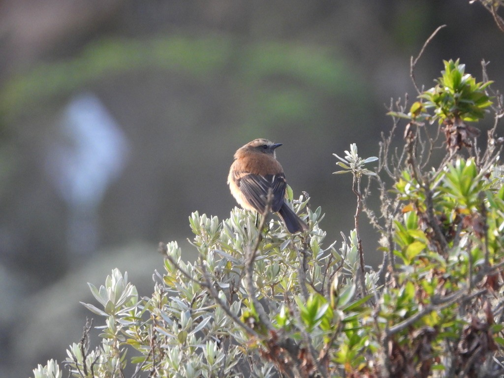 Brown-backed Chat-Tyrant - ML616910726