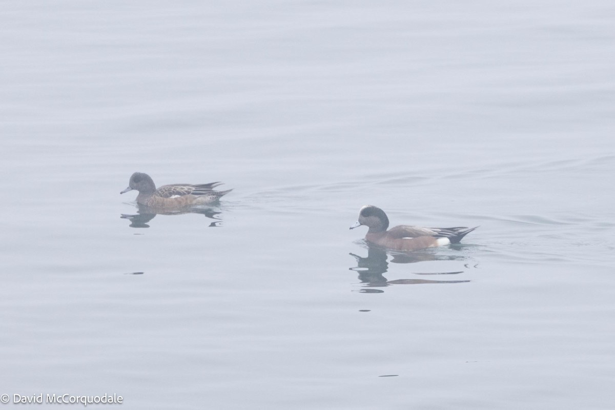 American Wigeon - ML616910729