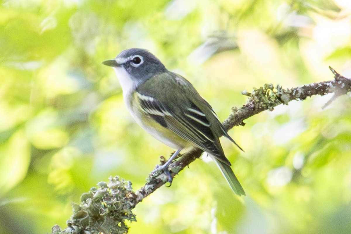 Blue-headed Vireo - ML616910740